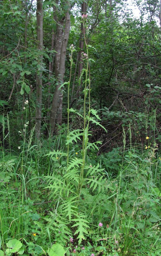 Image of Cirsium &times; hybridum specimen.