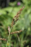 Echinochloa crus-galli