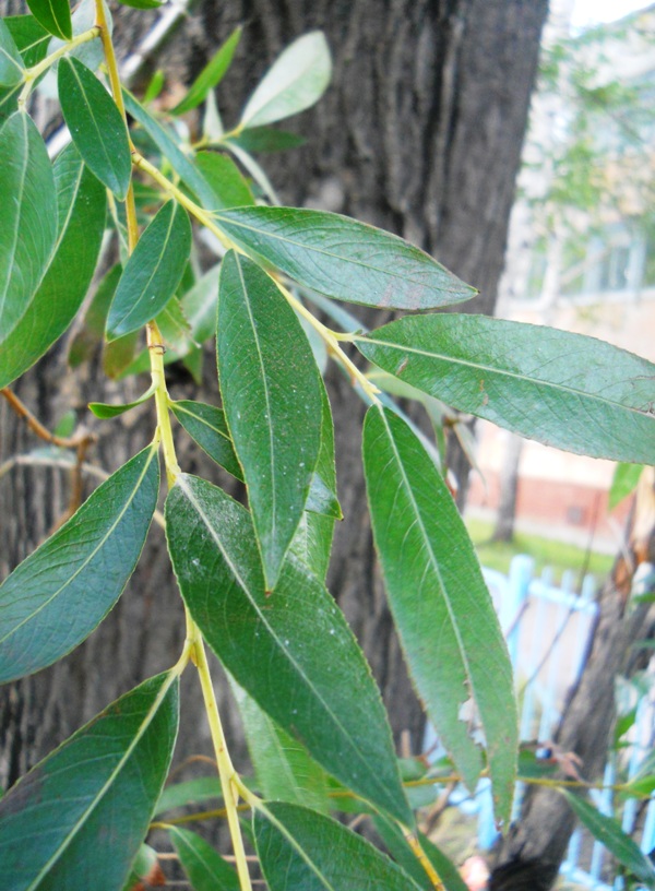 Изображение особи Salix euxina.