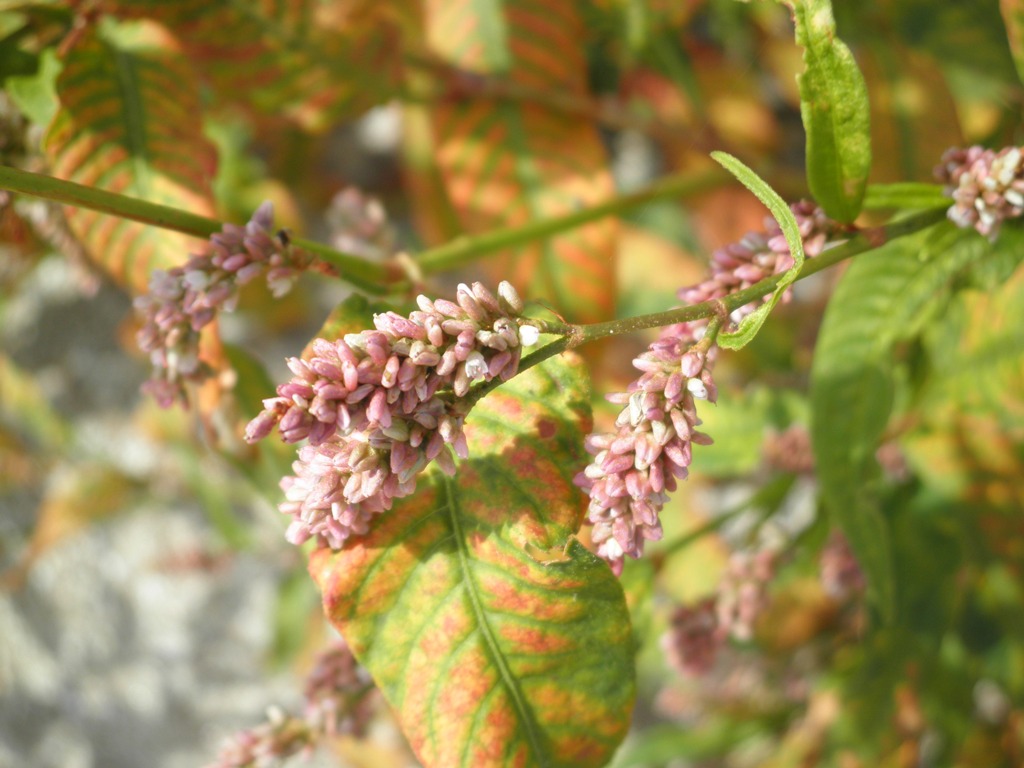 Image of Persicaria lapathifolia specimen.