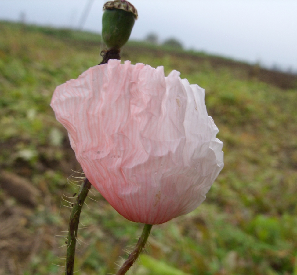 Image of Papaver rhoeas specimen.