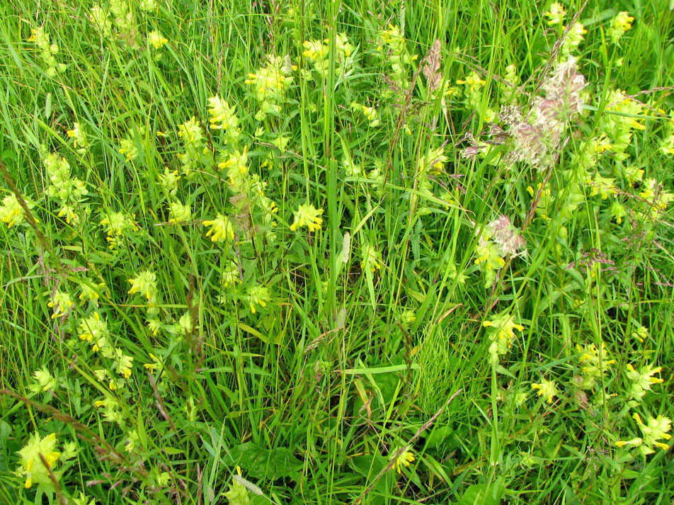 Изображение особи Rhinanthus vernalis.