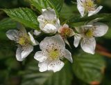 Rubus nessensis