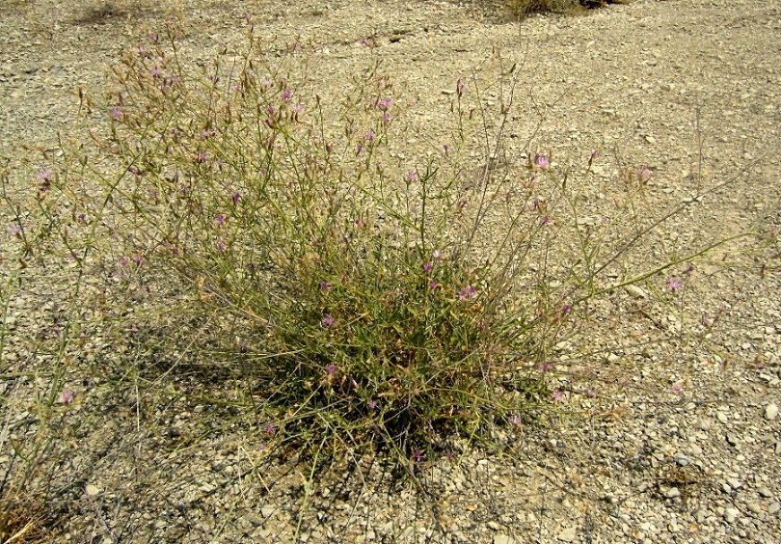 Image of Centaurea pseudosquarrosa specimen.