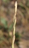 Elytrigia obtusiflora. Верхушка колоса. Крым, юг Арабатской стрелки, засолённый берег Сиваша. 18.07.2011.