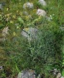 Ferula ceratophylla. Цветущее растение. Казахстан, Южно-Казахстанская обл., долина р. Боролдай. 02.05.2011.