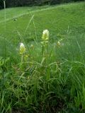 Melampyrum argyrocomum