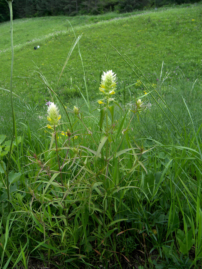 Image of Melampyrum argyrocomum specimen.