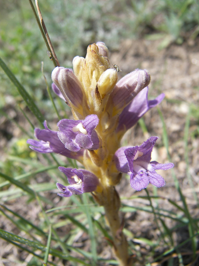 Image of Phelipanche arenaria specimen.