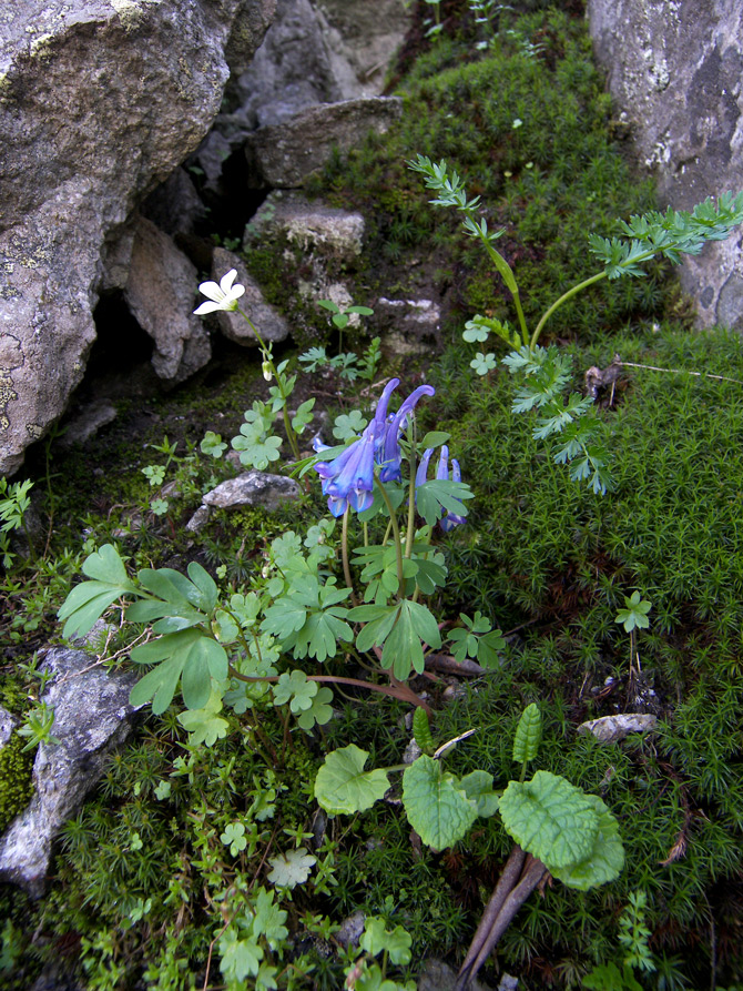 Изображение особи Corydalis emanuelii.