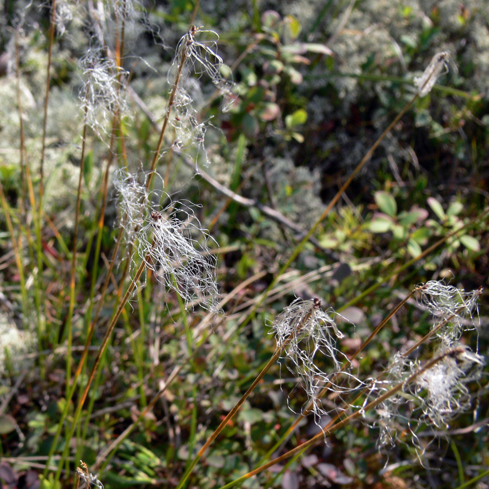 Image of Trichophorum alpinum specimen.