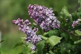 Изображение особи. Автор - Виталий Гуменюк