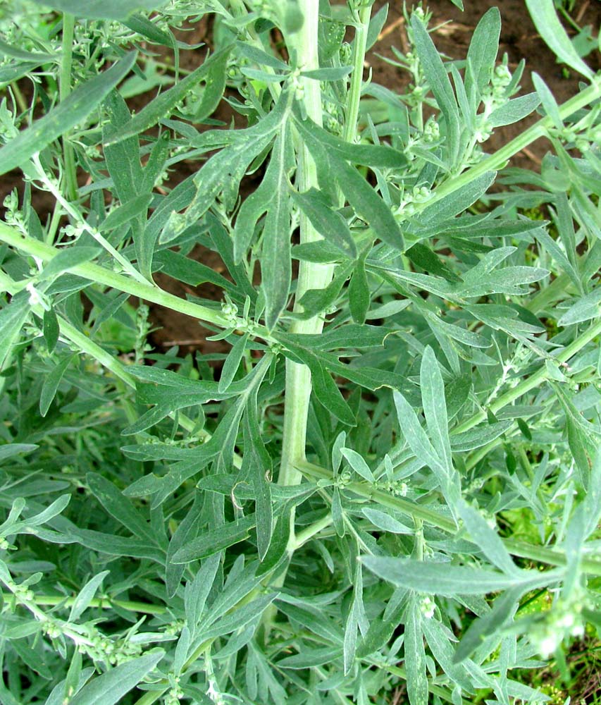 Image of Artemisia absinthium specimen.