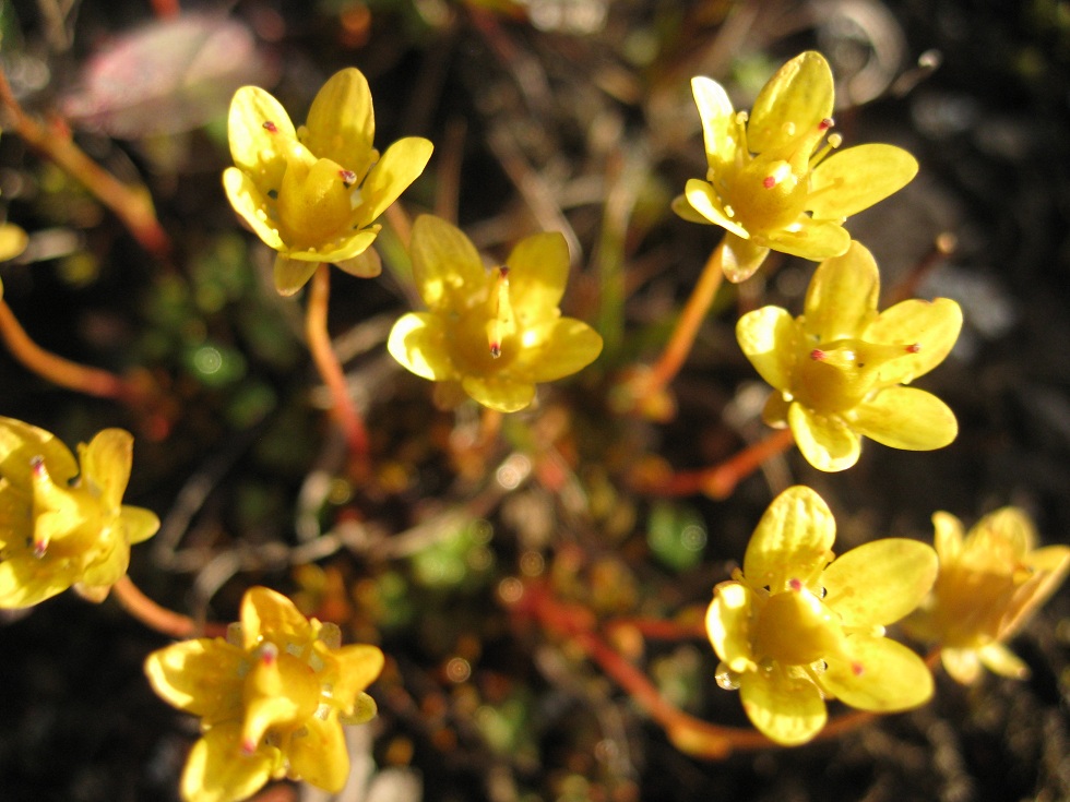 Image of Saxifraga serpyllifolia specimen.