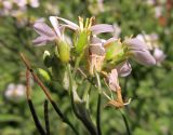 Arabis alpina