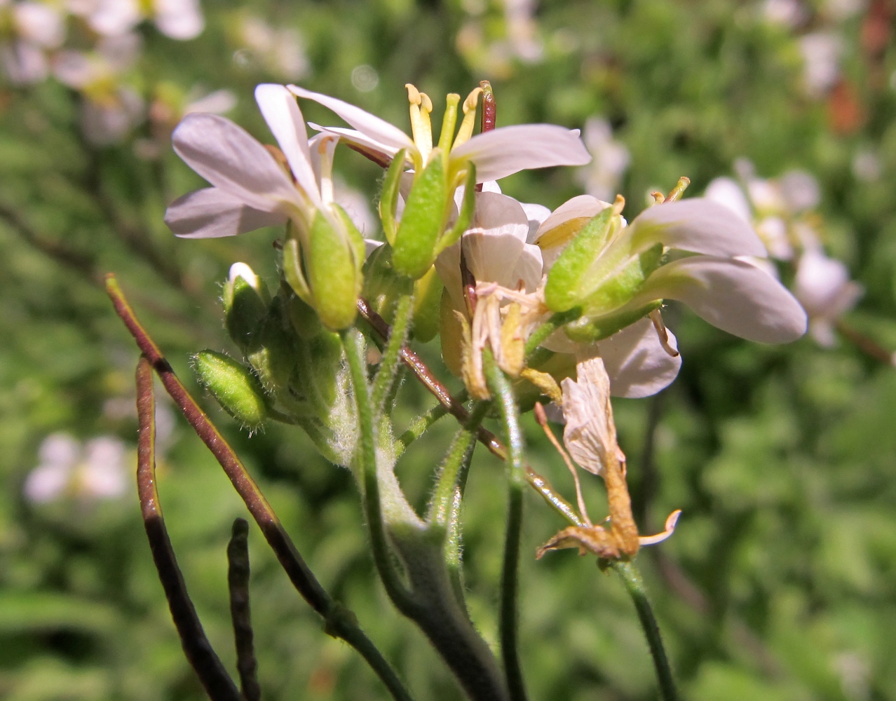 Image of Arabis alpina specimen.