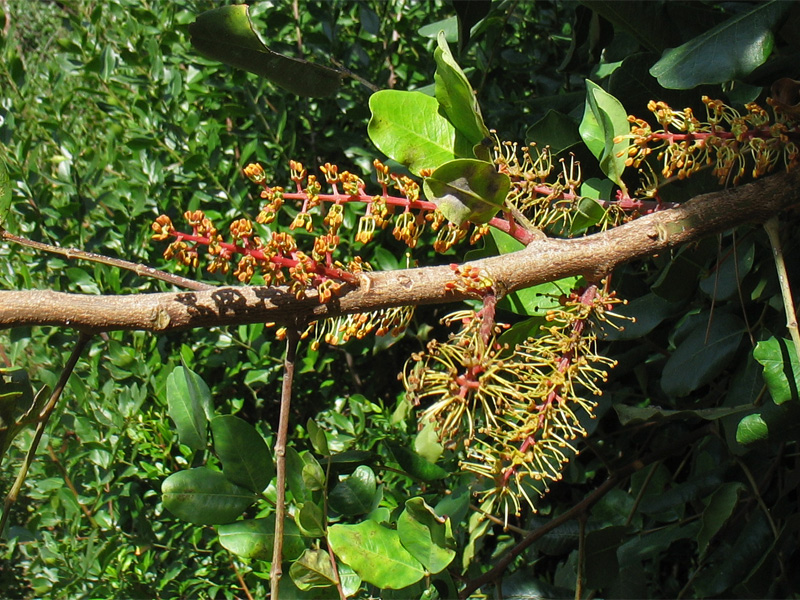 Изображение особи Ceratonia siliqua.