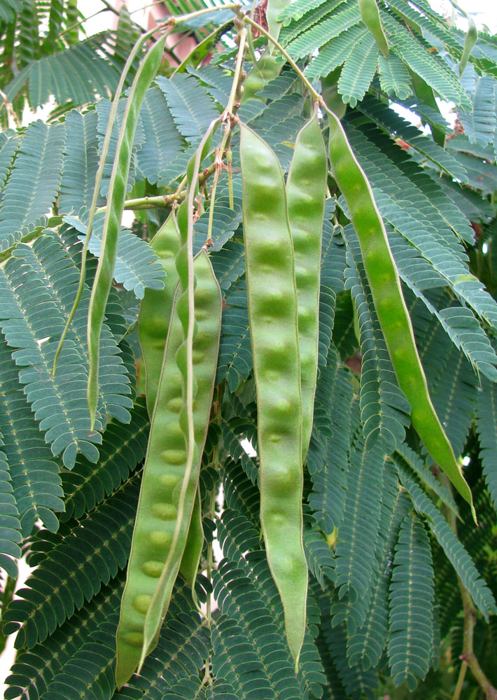 Image of Albizia julibrissin specimen.