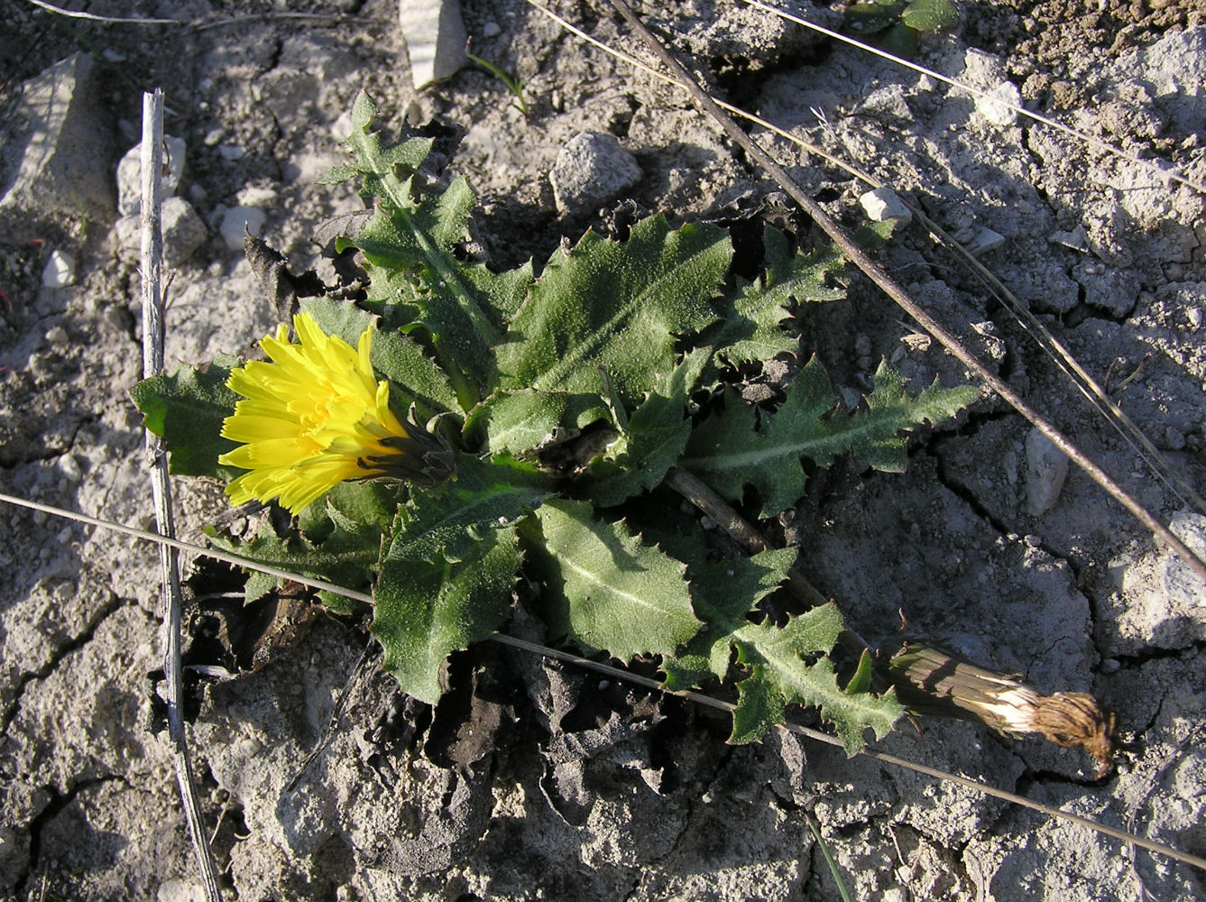 Изображение особи Taraxacum serotinum.