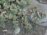Euphorbia peplis. Цветущее растение на песчаном пляже. Абхазия, берег моря. 10.09.2008.