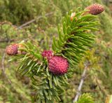 Picea ajanensis
