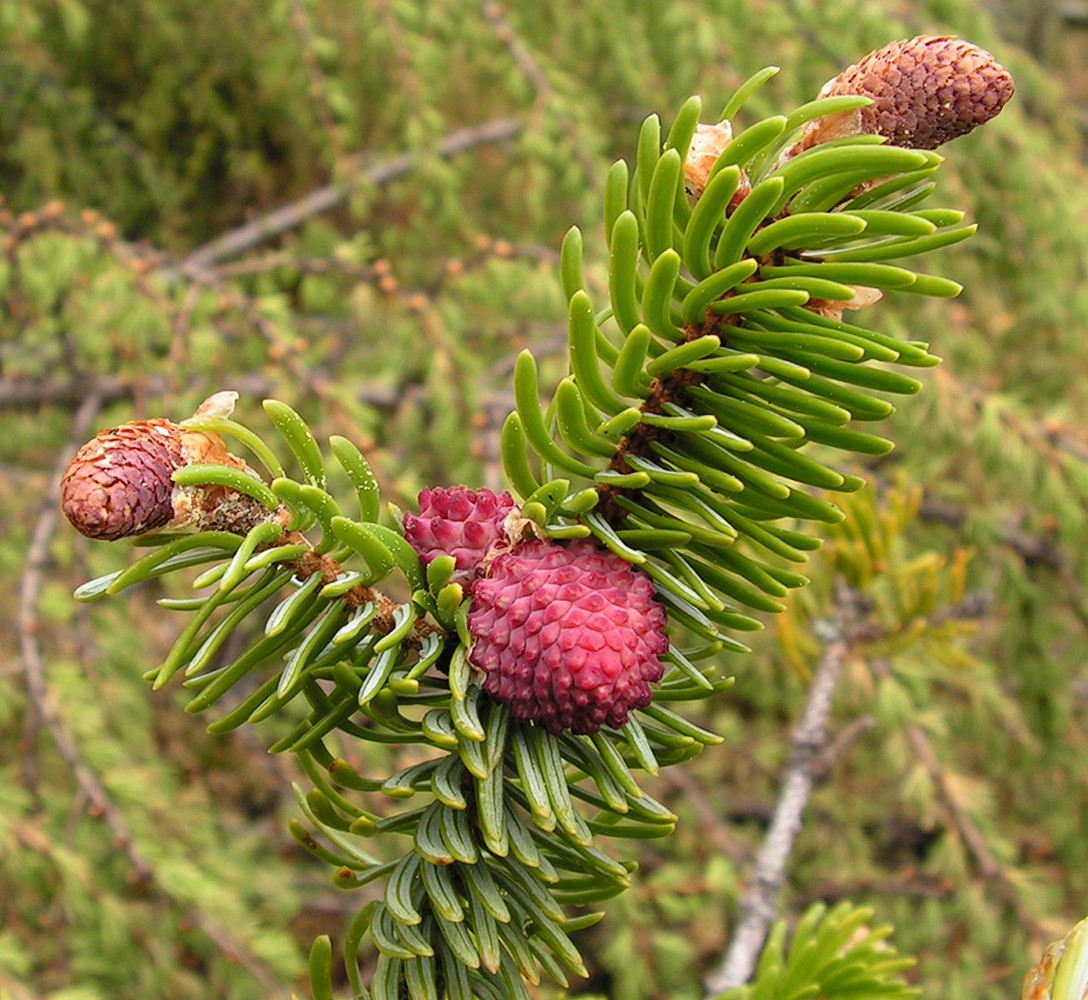 Изображение особи Picea ajanensis.