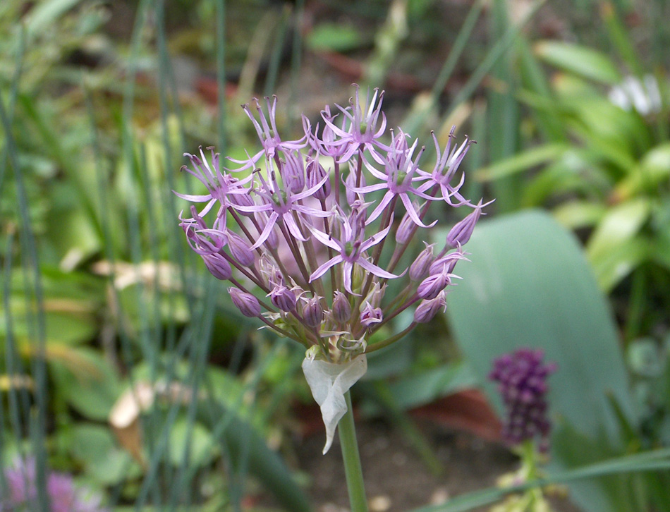 Изображение особи Allium kazerouni.