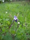 Clematis integrifolia