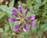 Psoralea bituminosa подвид pontica. Соцветие. Крым, окраины г. Ялты. 25 мая 2012 г.