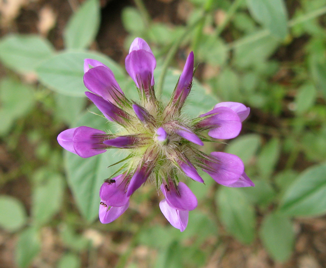 Image of Psoralea bituminosa ssp. pontica specimen.