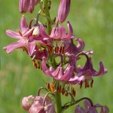 Lilium martagon