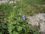 Nepeta somkhetica