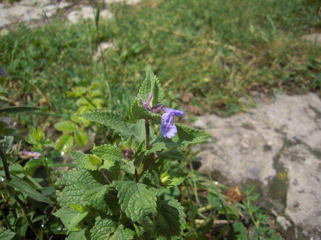 Image of Nepeta somkhetica specimen.