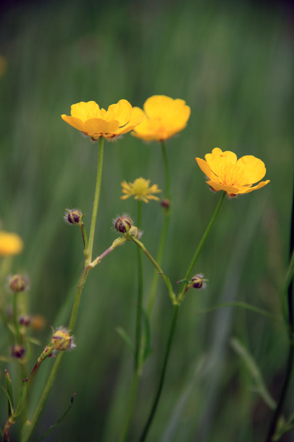 Изображение особи Ranunculus polyanthemos.