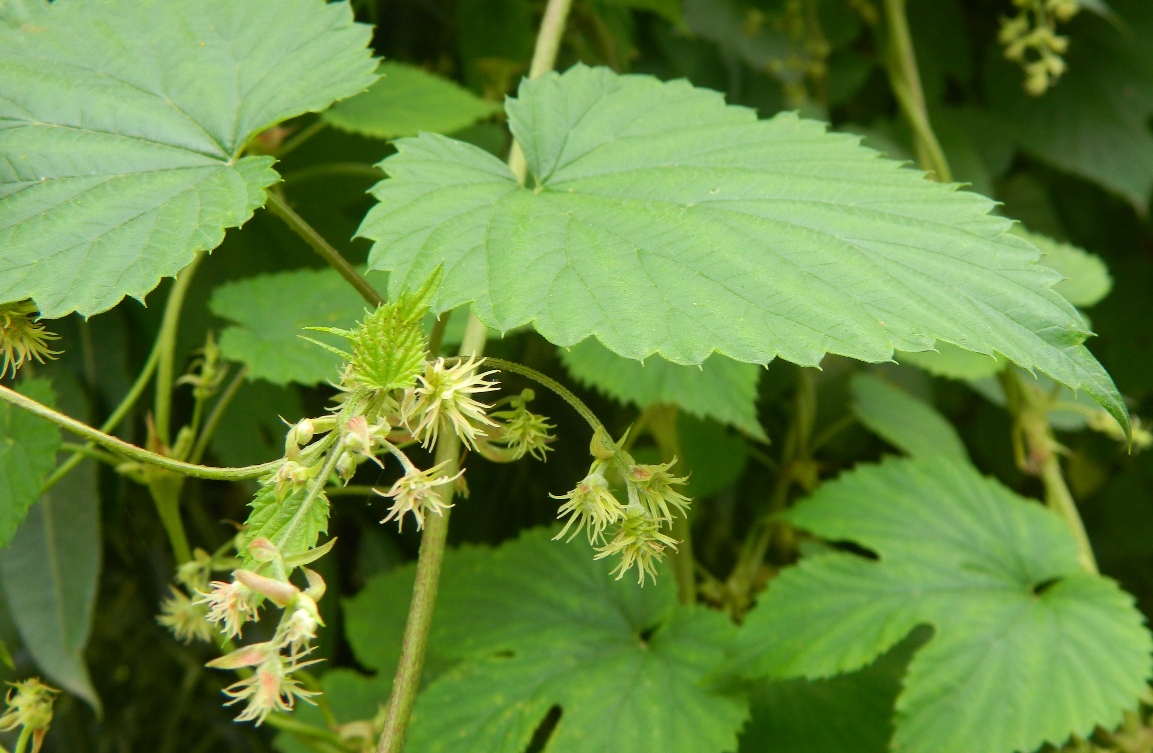 Изображение особи Humulus lupulus.