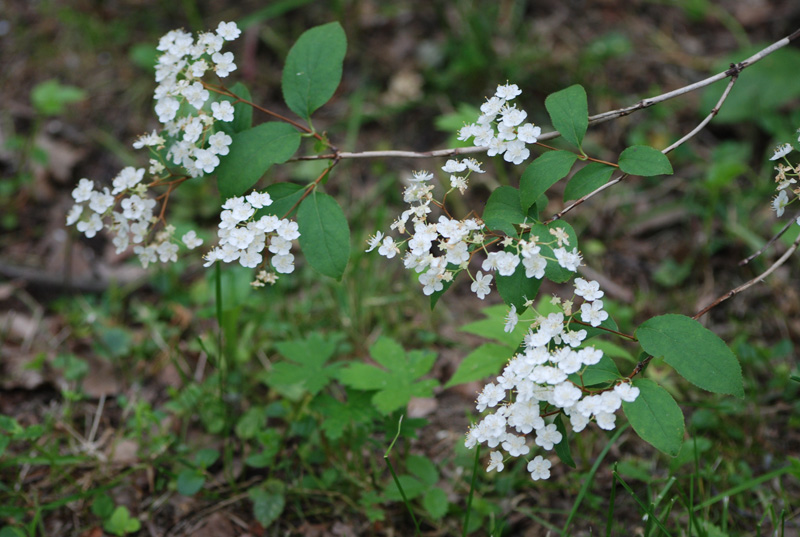 Изображение особи Deutzia parviflora.