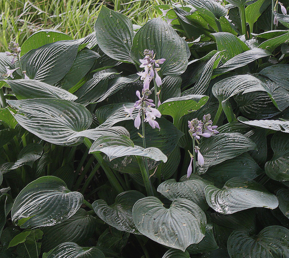 Изображение особи Hosta sieboldiana.