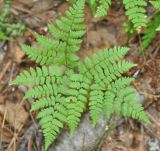 Dryopteris amurensis