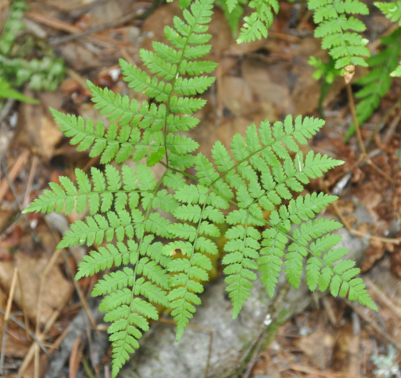 Изображение особи Dryopteris amurensis.