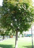 Aesculus glabra. Плодоносящее дерево. Австрия, Вена, Народный парк. 10.09.2012.