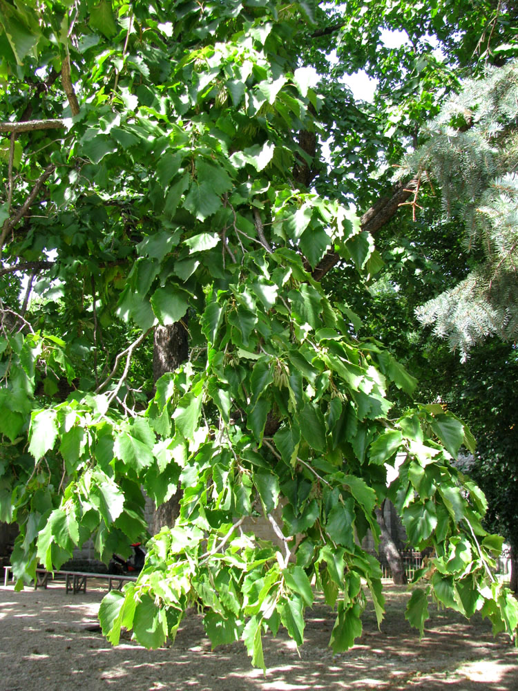 Image of Corylus colurna specimen.