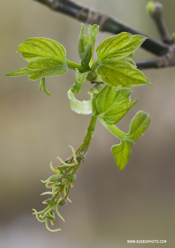 Image of Acer negundo specimen.