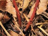 Athyrium monomachii