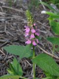 Stachys palustris. Верхушки цветущего растения. Саратовская обл., Энгельсский р-н, берег Волгоградского вдхр. 5 июля 2012 г.