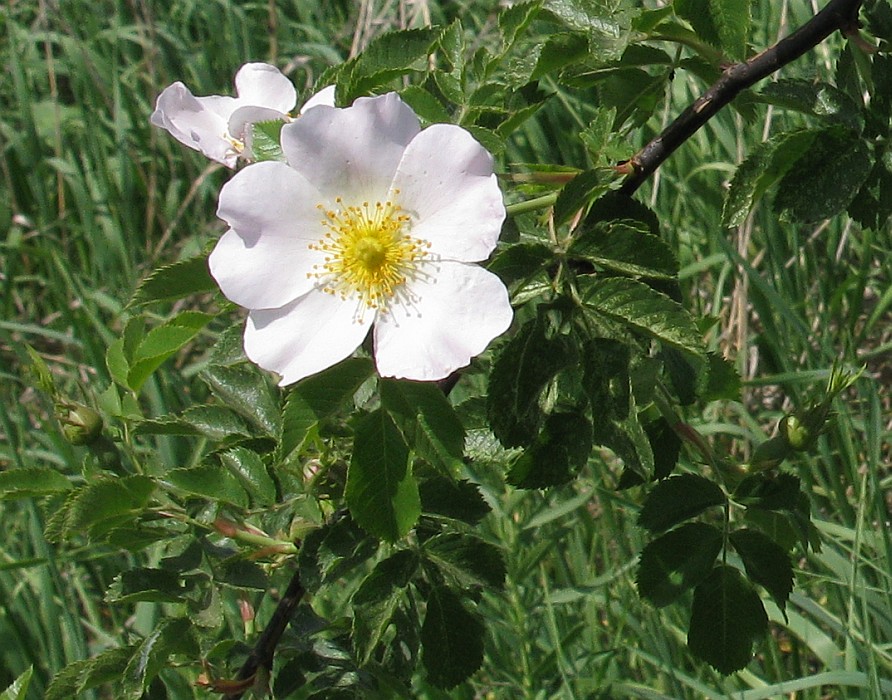 Image of Rosa lapidosa specimen.