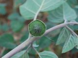 Datura wrightii