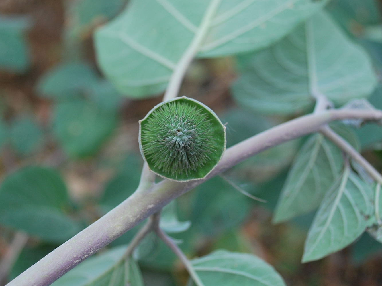 Изображение особи Datura wrightii.