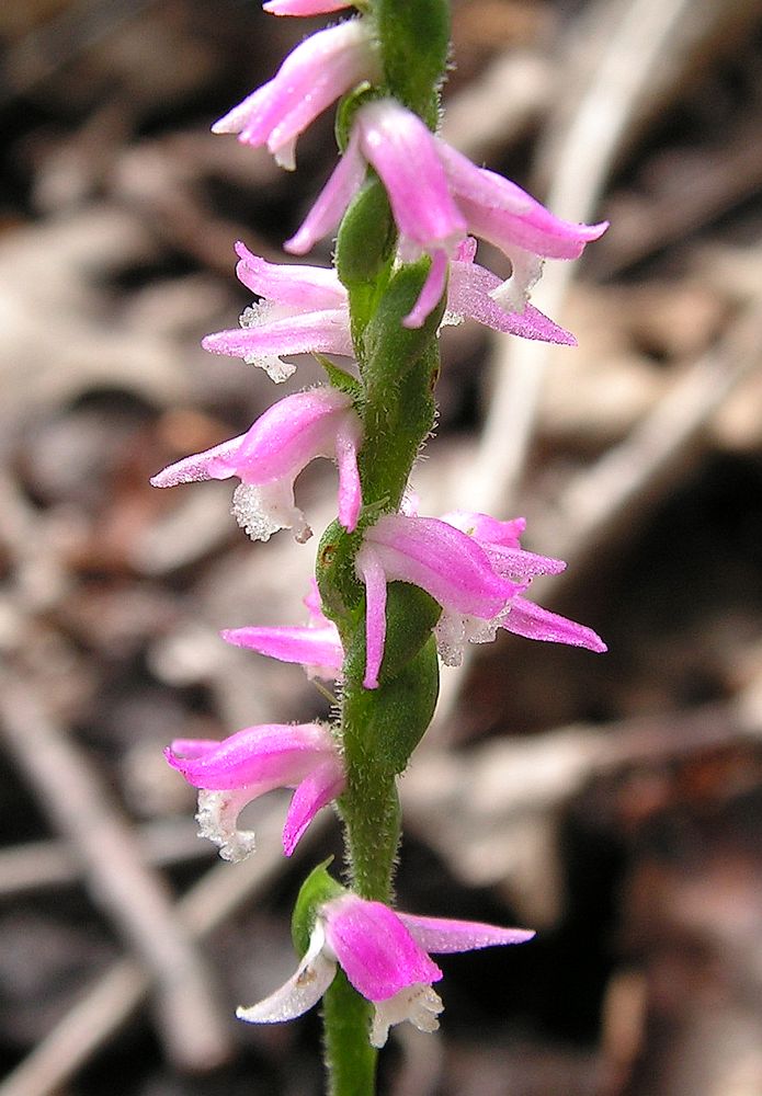 Изображение особи Spiranthes australis.