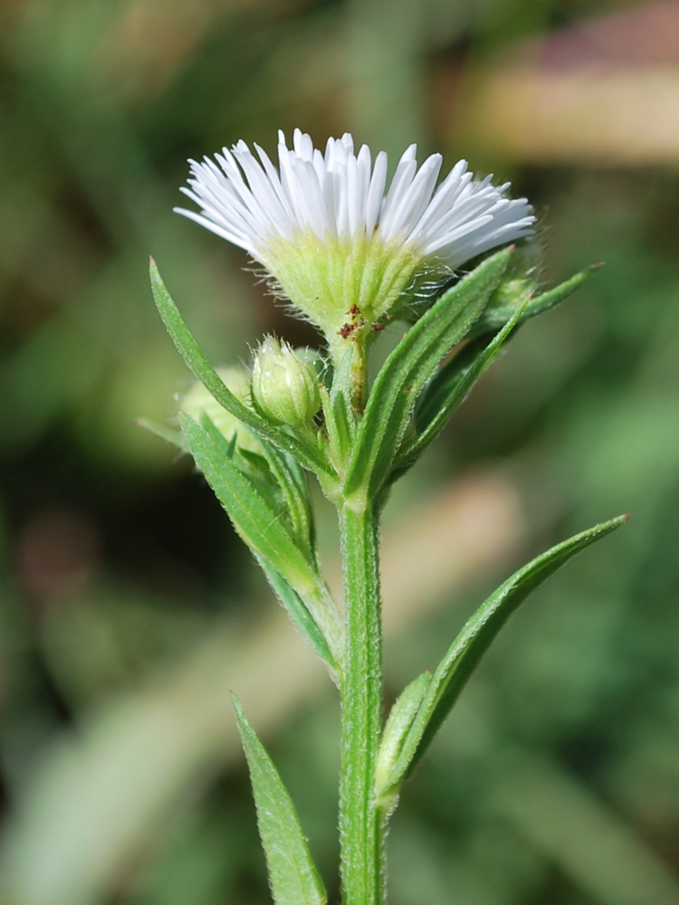 Изображение особи Erigeron annuus.