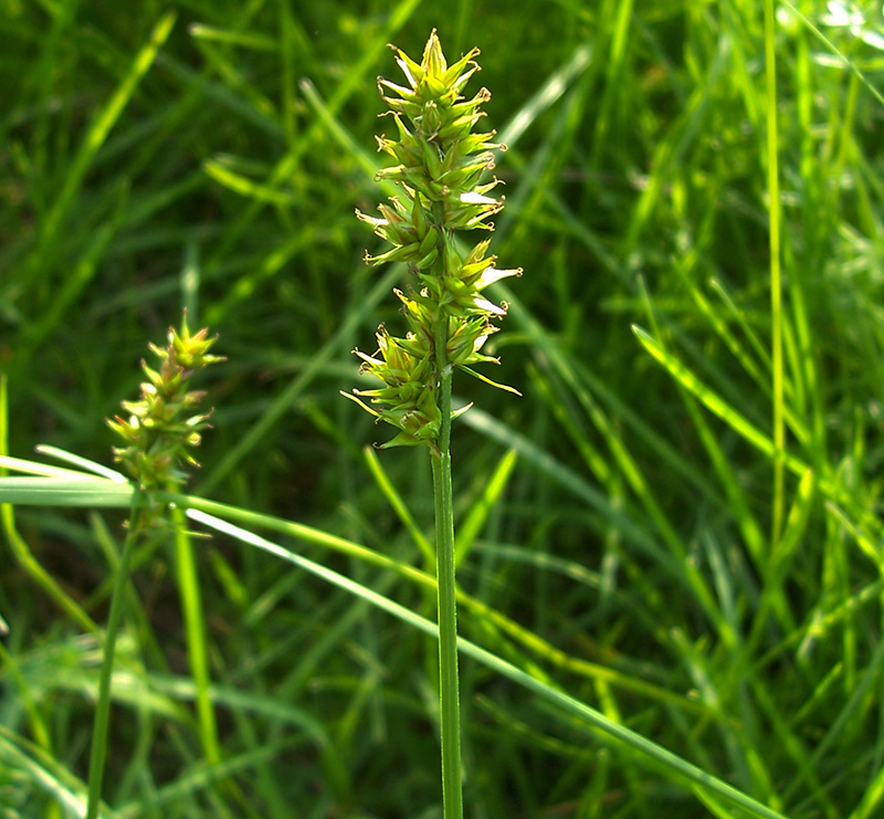 Image of Carex spicata specimen.